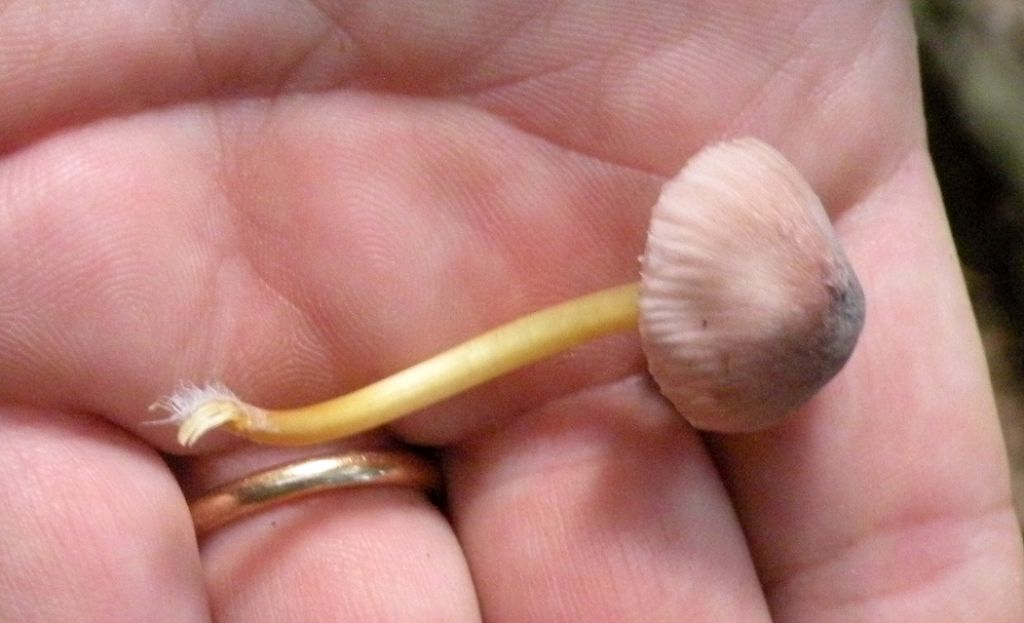 Mycena con pileo rosa e gambo giallo